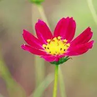 微信头像图片大全 微信花草植物头像