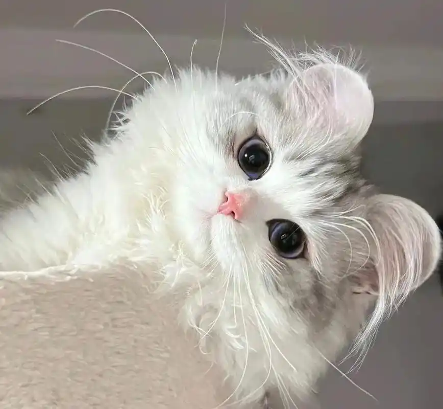 猫咪头像.#萌宠头像 #可爱到爆炸99 #欢迎取图 #猫咪表 - 抖音