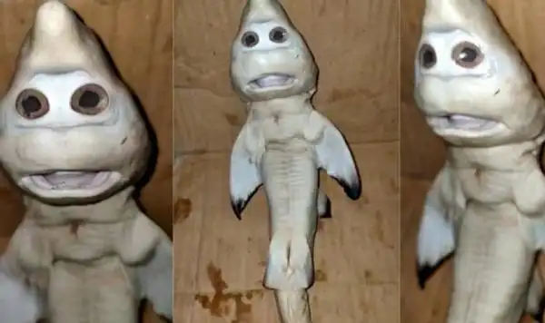 印尼渔夫捕获变异鲨鱼,画风猎奇好似一张人脸:俩眼溜圆微张着嘴