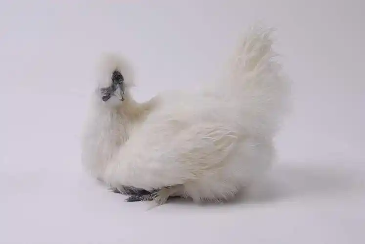 乌鸡养殖托起你的脱贫致富梦