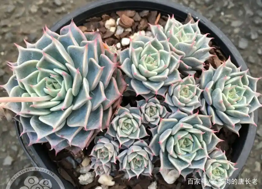 多肉海冰格瑞虽说没有小酒窝,但它有长睫毛,出状态迷人的不得了