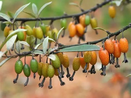 羊奶奶多生长于山野林