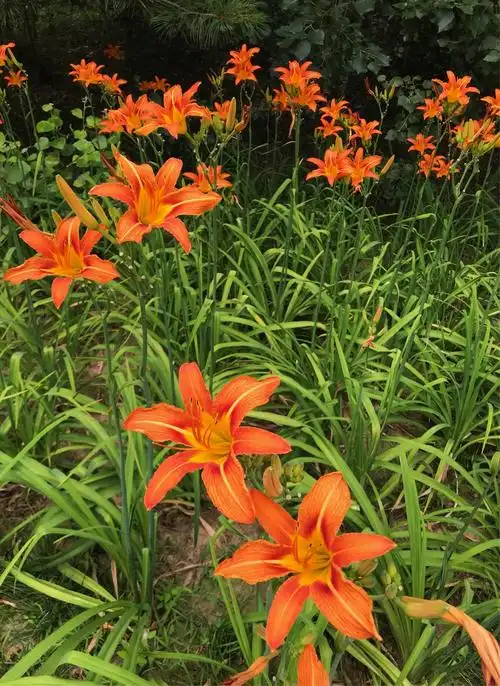 仲夏萱草花盛开时