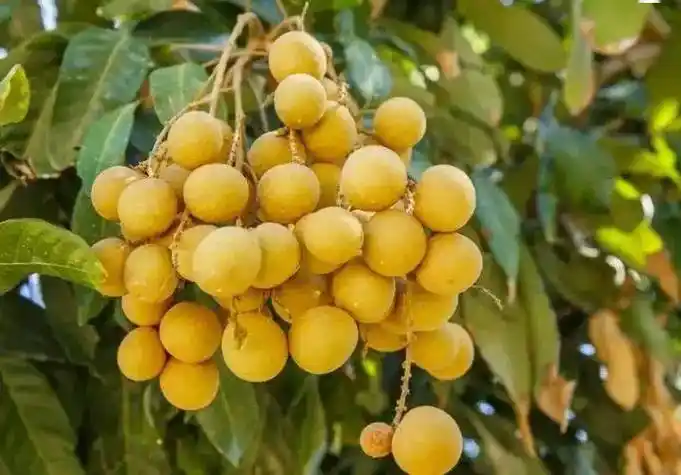 四大吃法能养血安神,补肾开胃,现在知道还不晚_龙眼_食用_桂圆