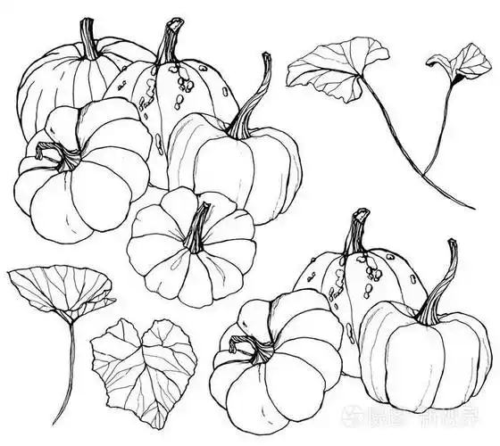 线条艺术南瓜为丰收节而设.
