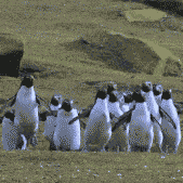 搞气氛企鹅蹦跶可爱搞笑萌gif动图_动态图_表情包下载_soogif