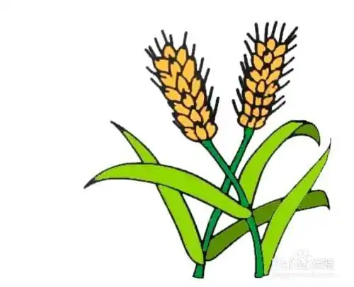 怎么画成熟小麦的简笔画
