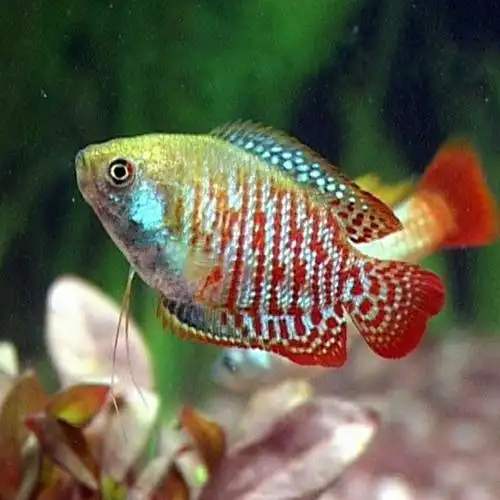 丽丽观赏鱼曼龙活体七彩黄曼龙蓝曼好养小型鱼