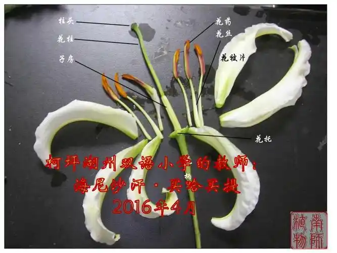 小学四年级科学下册3花果实和种子精选ppt27页