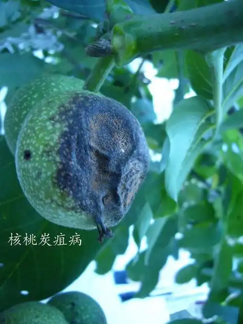 核桃炭疽病的病原菌无性阶段为半知菌类炭疽病colletotrichum glo