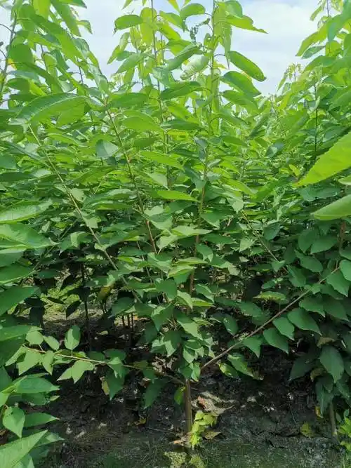 车厘子苗,四川车厘子苗