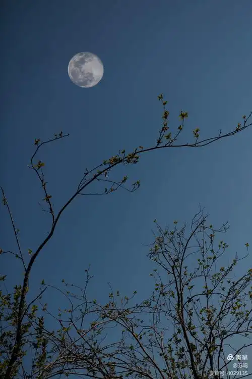 月儿情怀