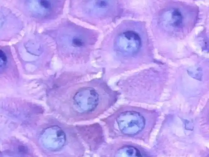 细胞百科之鳞状上皮细胞 - 沪震生物官方商城 - 沪震生物-试剂盒