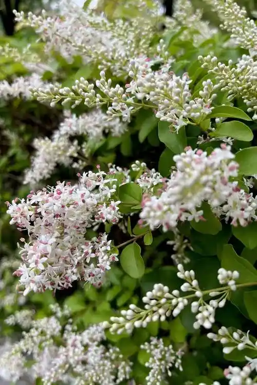 花淡香的小叶女贞__财经头条