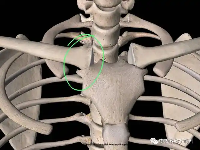 胸锁关节把手放在胸锁关节处感受它的活动度,正常的活动度是肩部可以