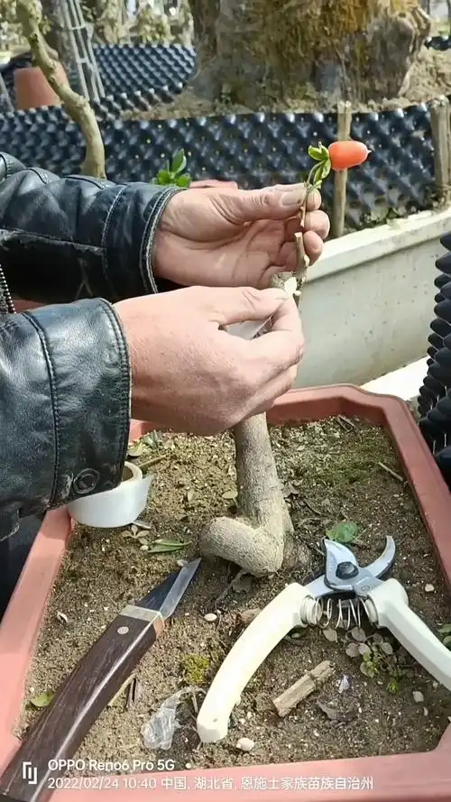 嫁接技术#金弹子嫁接技巧分享!