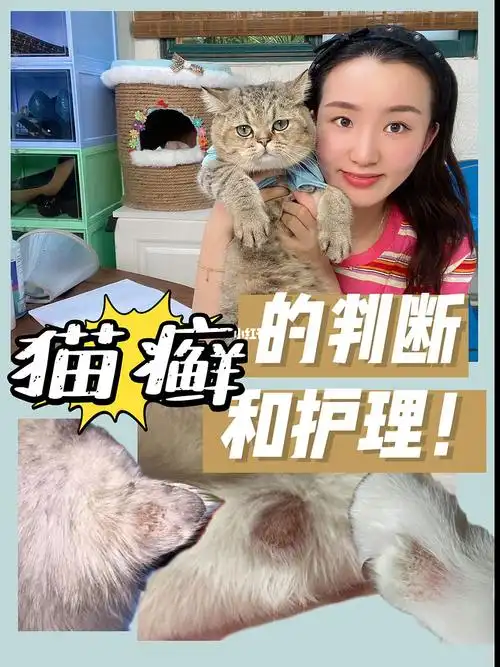 新手养猫干货不同阶段猫癣治疗攻略73