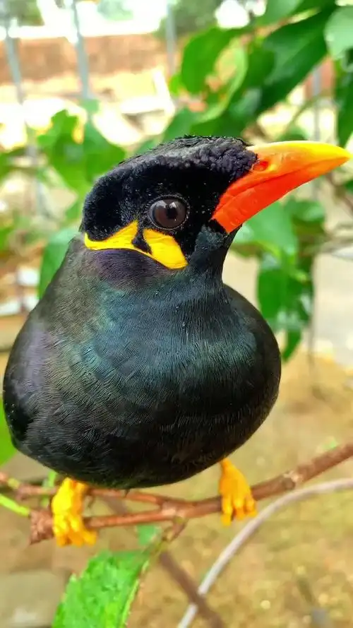 小鹩哥说话-萌宠视频-搜狐视频