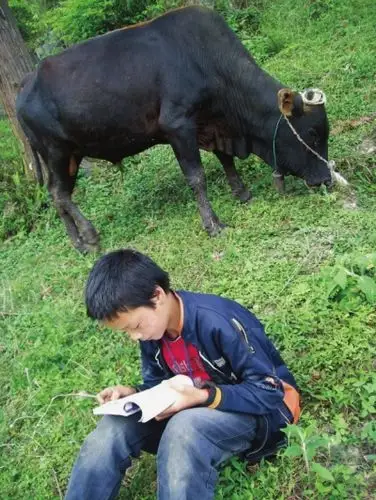 一边放牛一边看书