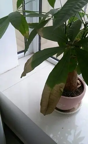 发财树叶尖发黄脱落,咋回事?