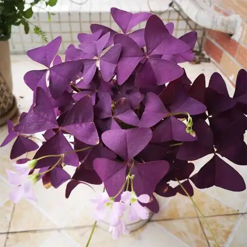 幸运草盆栽三叶草紫叶鸿运草紫蝴蝶酌浆阳台庭院花卉