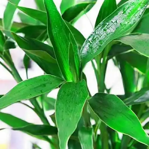 富贵竹终年翠绿挺拔,寓意招揽财运,2种营养水多来点,更好看了