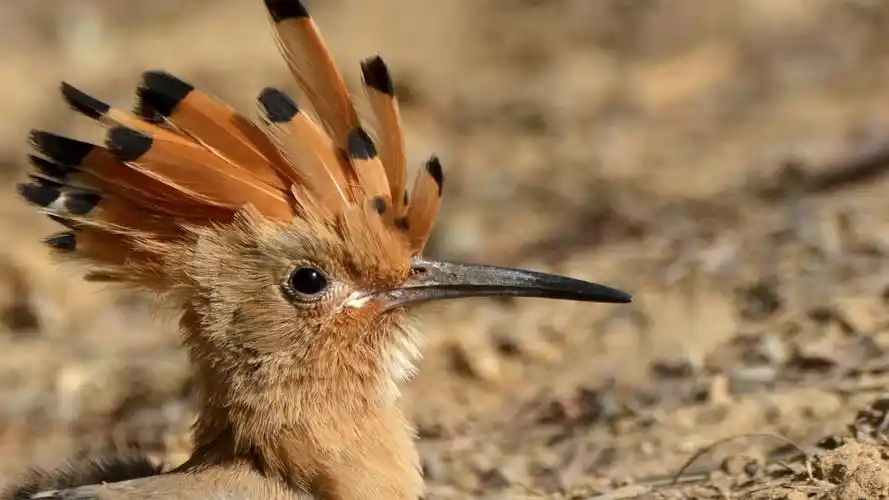 与啄木鸟十分相似的戴胜