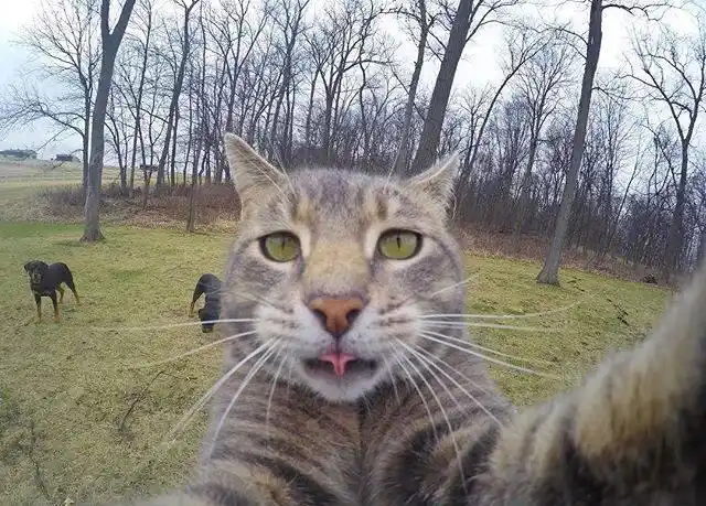 如果你们家的猫主子学会了自拍你会发现你的技术真不如它