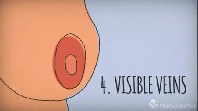 怀孕期间|乳头|怀孕|妊娠纹_网易订阅