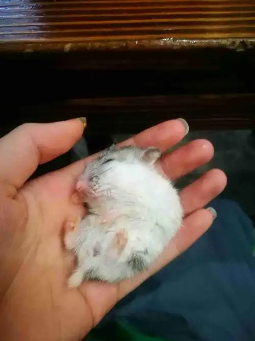 我的仓鼠好像快死了,昨天还是好好的,怎么办啊!帮帮忙吧?