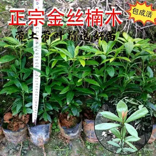 楠木树苗金丝正宗常绿庭欧洲绿庭小叶桢楠稀有行道树