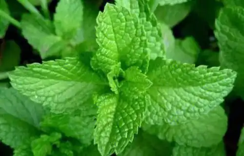 薄荷的种植养护及注意事项