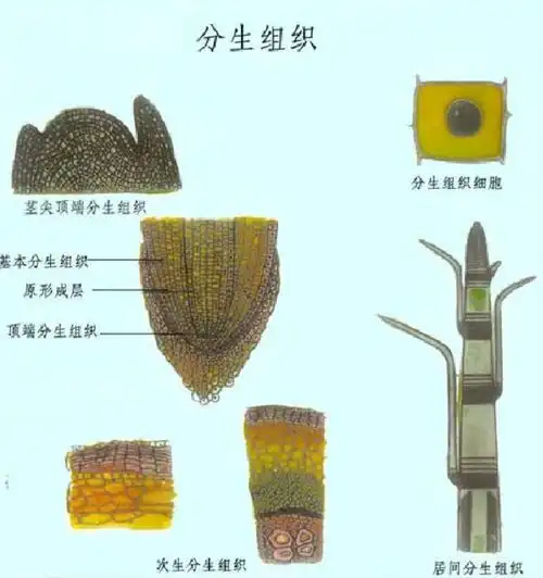 给大家介绍下分生组织的细胞特点 分生组织分为哪几类
