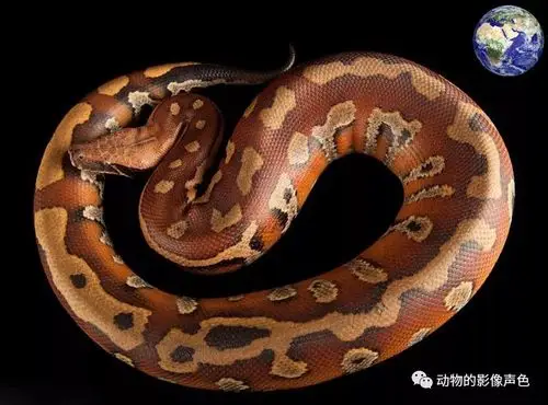 血蟒——听着名字霸气,实际上却是弱势群体