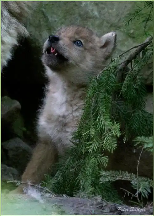 【宝的小卷舌】#狼##小狼崽儿#好可爱,你会吗?