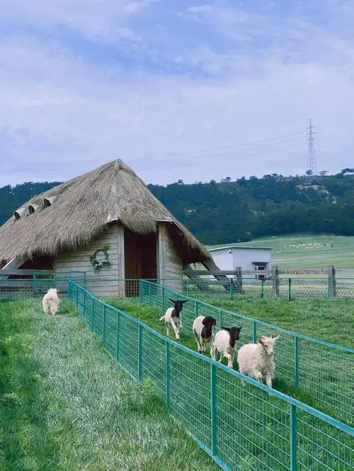 大连三寰牧场绵羊奶牛牧羊犬兔子