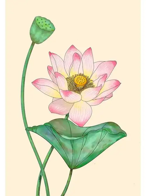 荷花  #画画的日常  #上色练习  #procreate绘画