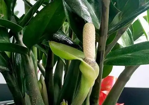 金钱树开花好不好开花的风水寓意