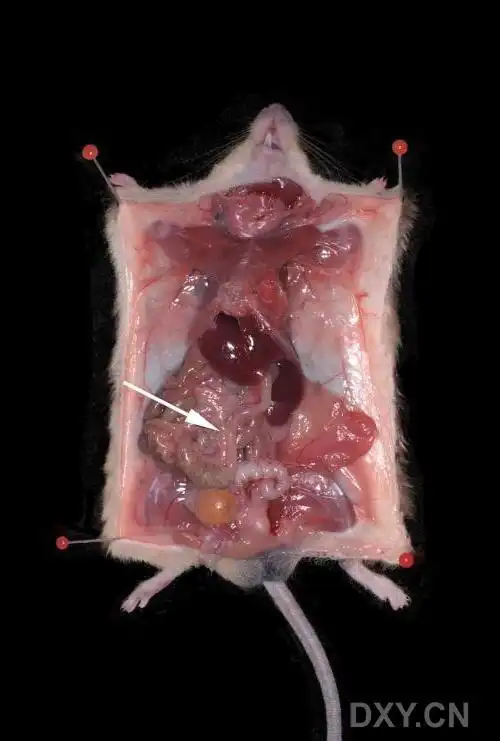 [资源]小鼠解剖 全英文讲解高清图片 - 神经生物与再生医学 -丁香园