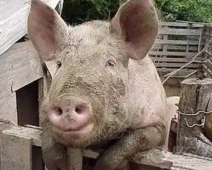 b,成活率40日龄成活率95%,30日龄成活率94%,所以仔猪30日龄阉割最好;a