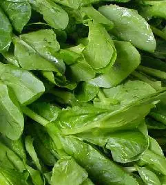 豌豆尖营养分析和食疗作用