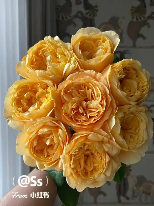 又见缪斯女神玫瑰