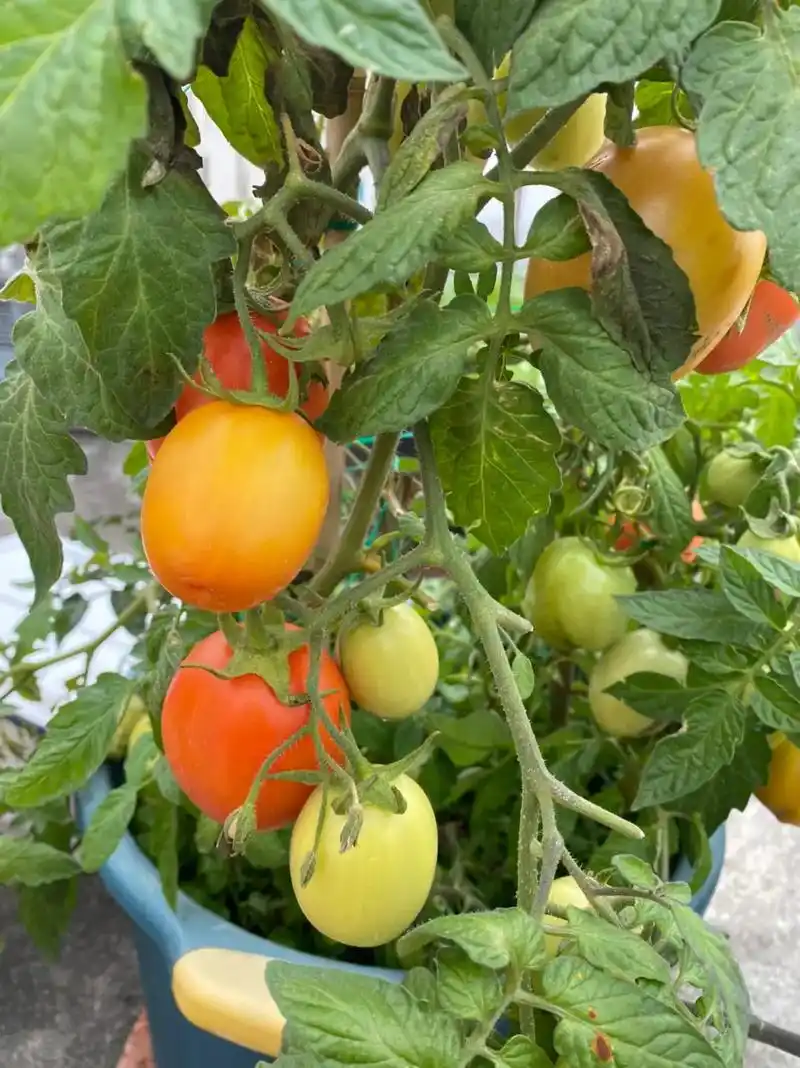 楼顶菜园 ,番茄是满满的好靓90,有棵番茄树支折断还生了好 - 抖音