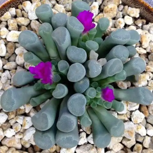 多肉植物百科: 番杏科(aizoaceae) / 光玉属(frithia) 植物中文