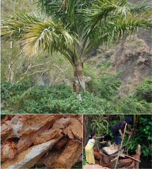 上为西谷椰子树,左下为树干碎块,右下为从树干碎屑中洗出淀粉.