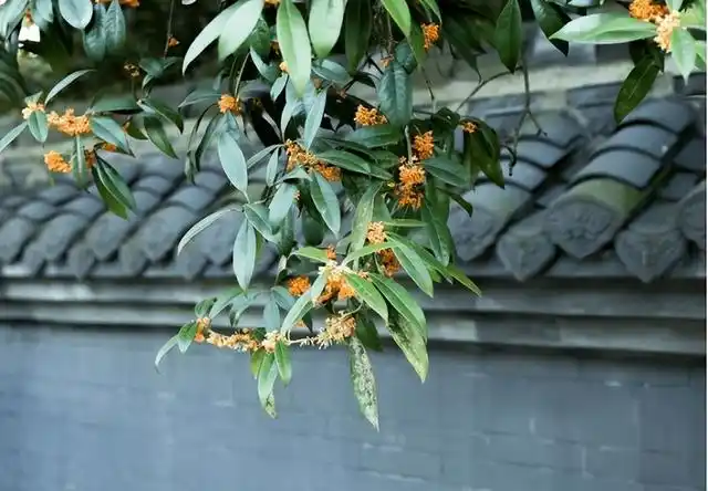 "庭有枇杷树,吾妻死之年所手植也,今已亭亭如盖矣",曾经读到这句话时