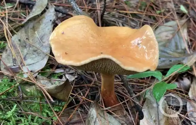 上游纪录 | 大自然的馈赠——松毛菌