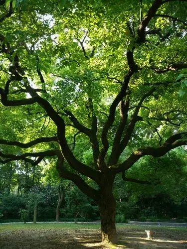 枝繁叶茂的大树(好像是香樟树)