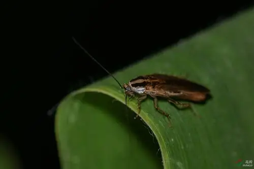 德国小蠊(夜拍) - vip版 鸟网