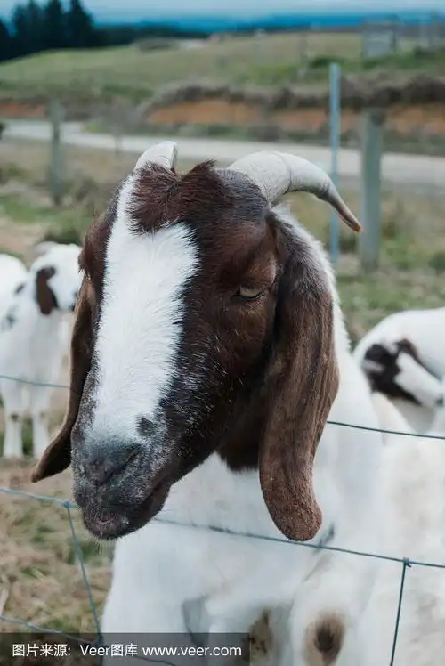 布尔山羊(南非稀有品种)